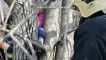 نجات کودک مجارستانی از بالای درخت