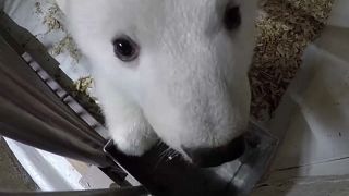 12 Wochen altes Eisbärenmädchen im Zoo Berlin