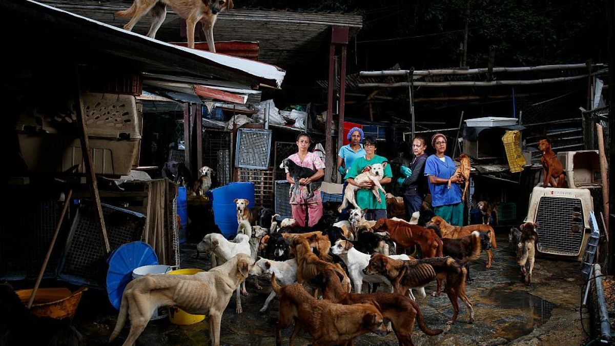 В Венесуэле оставлены на произвол судьбы миллионы животных