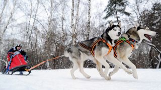 Video: Kamçatka'da kıran kırana kızaklı köpek yarışması