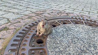 Pictures of fat rat trapped in manhole cover captures hearts of Europe
