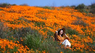 Super bloom of poppies in Lake Elsinore