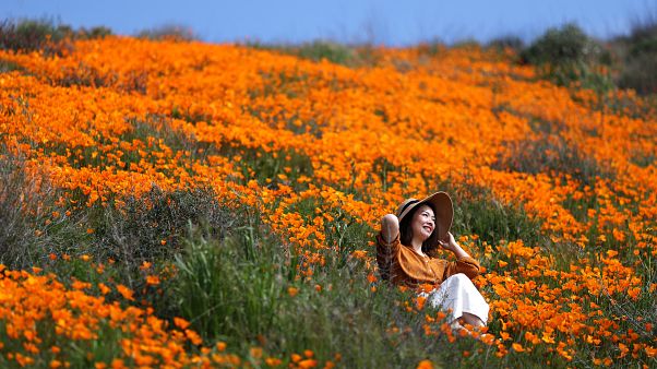 Super bloom of poppies in Lake Elsinore Super bloom of poppies in Lake Elsinore