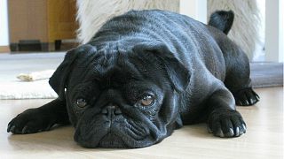 German debt collectors seize pug, before selling it on Ebay