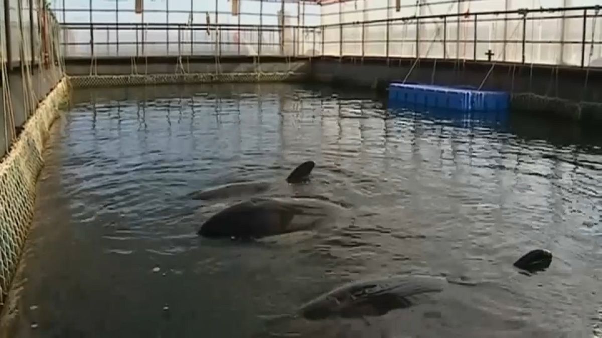 شاهد: "سجن الحيتان" في أقصى الشرق الروسي محل شكاوى مسؤولين من روسيا