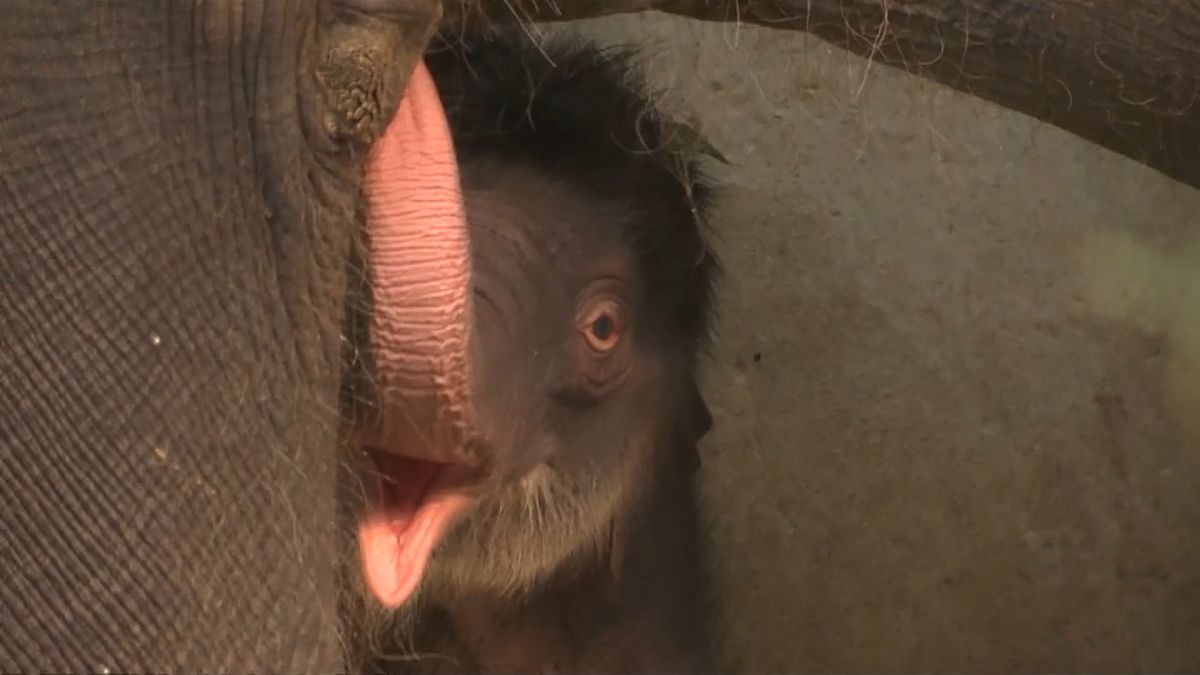 شاهد: حديقة حيوانات بلجيكا تستقبل رضيعة فيل آسيوي