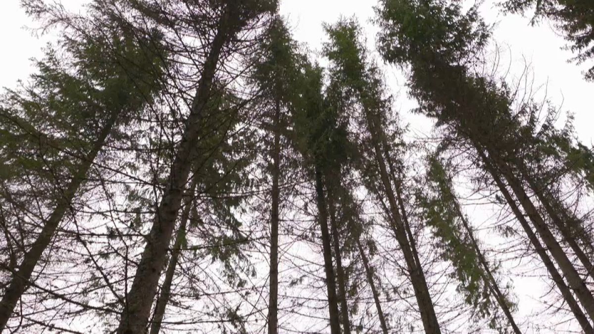 Seca matou milhões de árvores na Dinamarca