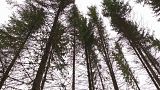 Miles de árboles mueren en Dinamarca por la falta de lluvias