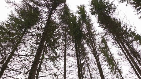 Miles de árboles mueren en Dinamarca por la falta de lluvias Miles de árboles mueren en Dinamarca por la falta de lluvias