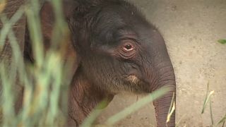 ویدئو؛ تولد بچه فیل ماده در باغ وحش بلژیک