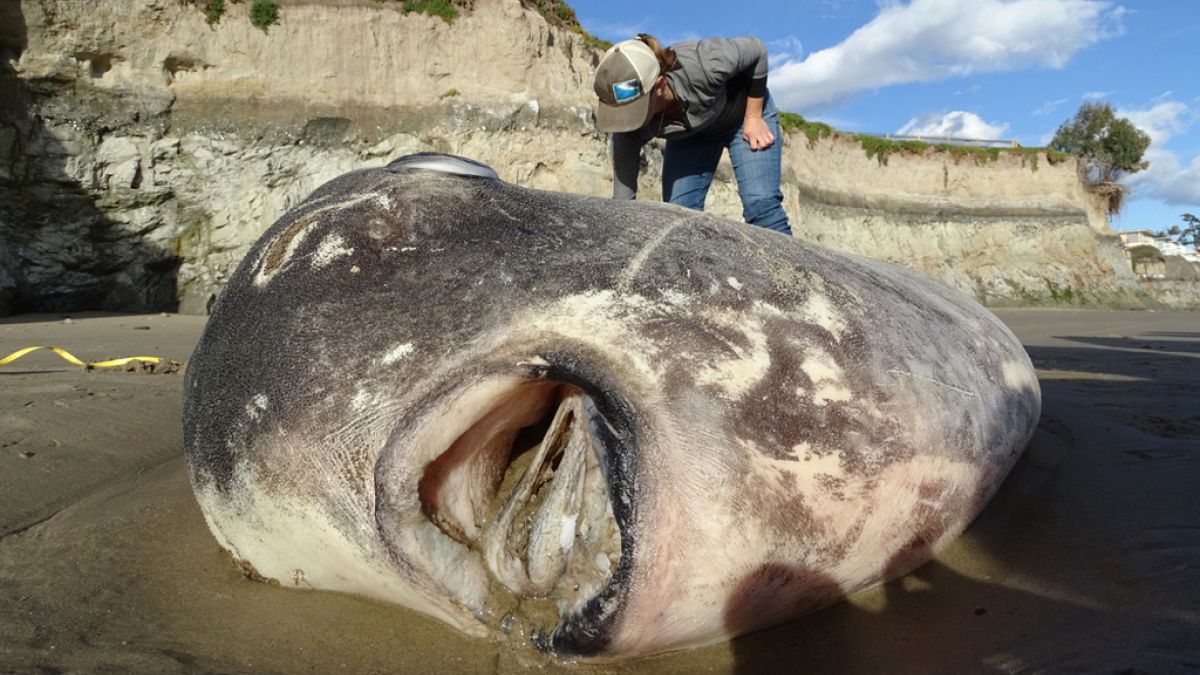Enormous alien-like hoodwinker sunfish known as Mola teca washes up on California beach