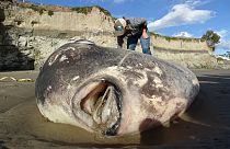Enormous alien-like hoodwinker sunfish known as Mola teca washes up on California beach