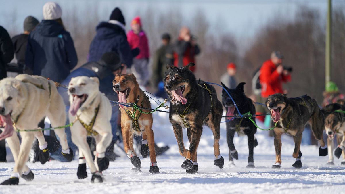 Tiltakozással indult a világ legnagyobb kutyaszánhúzó versenye