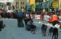 Гонки на собачьих упряжках: за и против