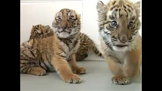 Bemutakoztak a kelet-kínai tigriskölykök