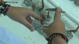 Seychellen: Mit Handarbeit gegen das Korallensterben