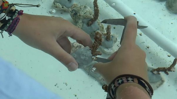 Seychellen: Mit Handarbeit gegen das Korallensterben Seychellen: Mit Handarbeit gegen das Korallensterben
