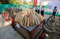 Elefántagyarakat semmisítettek meg Mianmarban