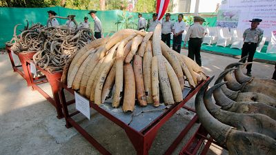 Myanmar: Dünya Vahşi Hayat Günü kapsamında yüzlerce kaçak fil dişi imha edildi