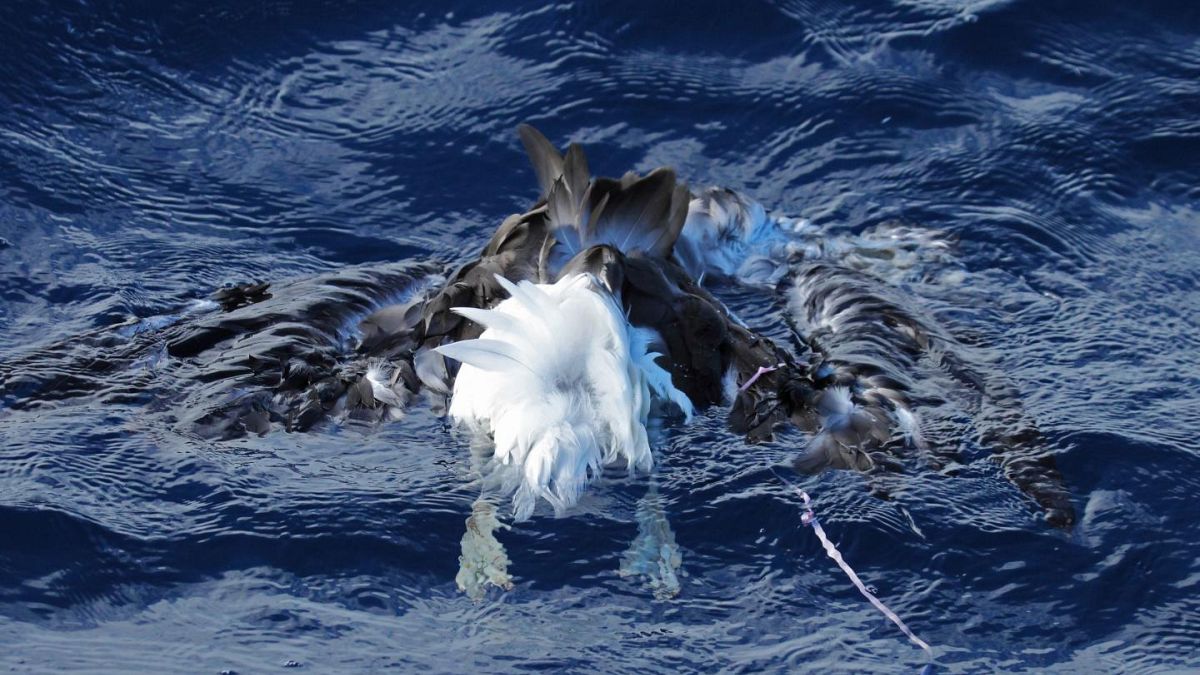 Dies ist ein verstorbener Schwarzbrauenalbatros mit Ballonschnur auf See.