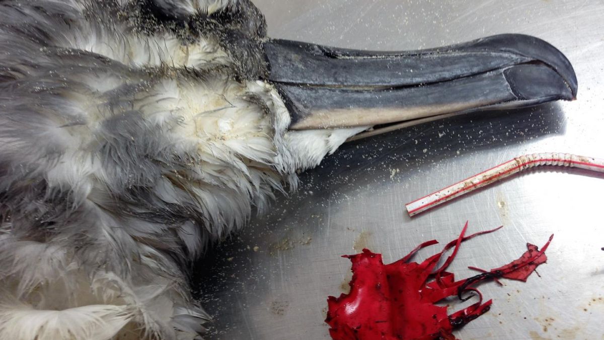 Un albatros de cabeza gris, presúntamente muerto debido a restos de globos.