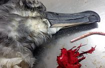 Сероголовый альбатрос, погибший из-за заглатывания части воздушного шара