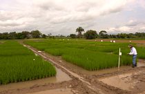 Japán kutatók a kolumbiai rizsföldeken