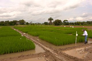 Colombian rice growers fight climate change with Japanese tech