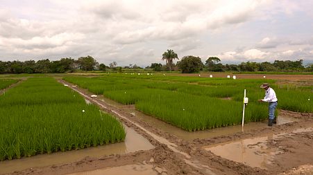Colombian rice growers fight climate change with Japanese tech