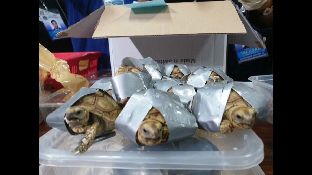 1 529 tortues saisies aux Philippines, vivantes mais entourées d'adhésif