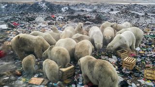 بحران زیست محیطی؛ گشت و گذار خرس‌های قطبی در زباله‌های شهری