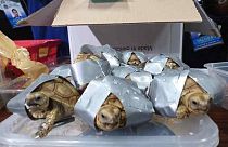 The reptiles were found wrapped in tape