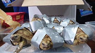 The reptiles were found wrapped in tape