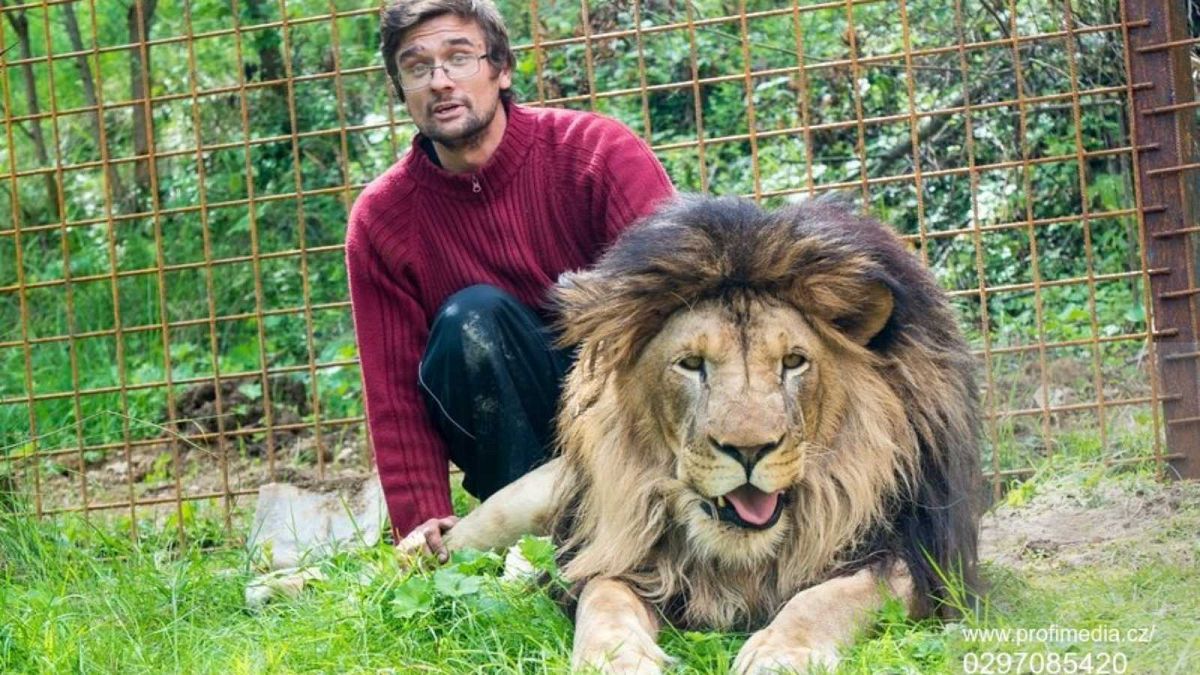 République tchèque  : un homme tué par son lion qu'il élevait sans autorisation 