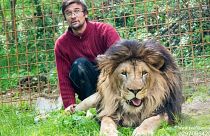 République tchèque  : un homme tué par son lion qu'il élevait sans autorisation