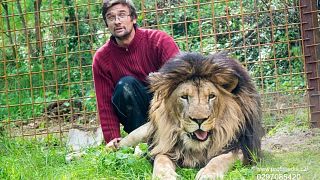 République tchèque  : un homme tué par son lion qu'il élevait sans autorisation 
