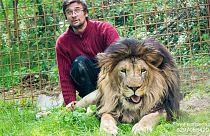رجل تشيكي يفارق الحياة بعد أن هاجمه أسد رباه كحيوان أليف