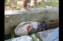 Feliz rescate de un tapir atrapado en un desagüe en Indonesia