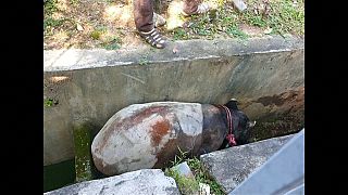 Malaysia: Tapir erfolgreich aus Abfluss gerettet