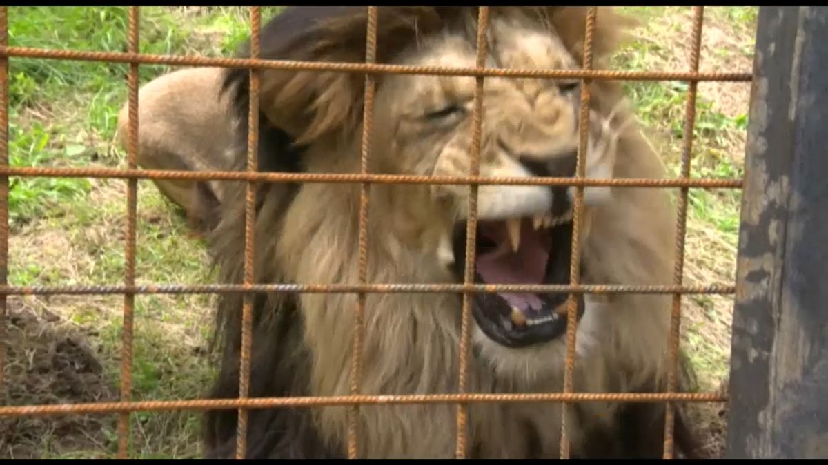 Löwe tötet Halter: Tschechien hat ein Raubtierproblem