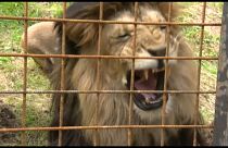 Löwe tötet Halter: Tschechien hat ein Raubtierproblem