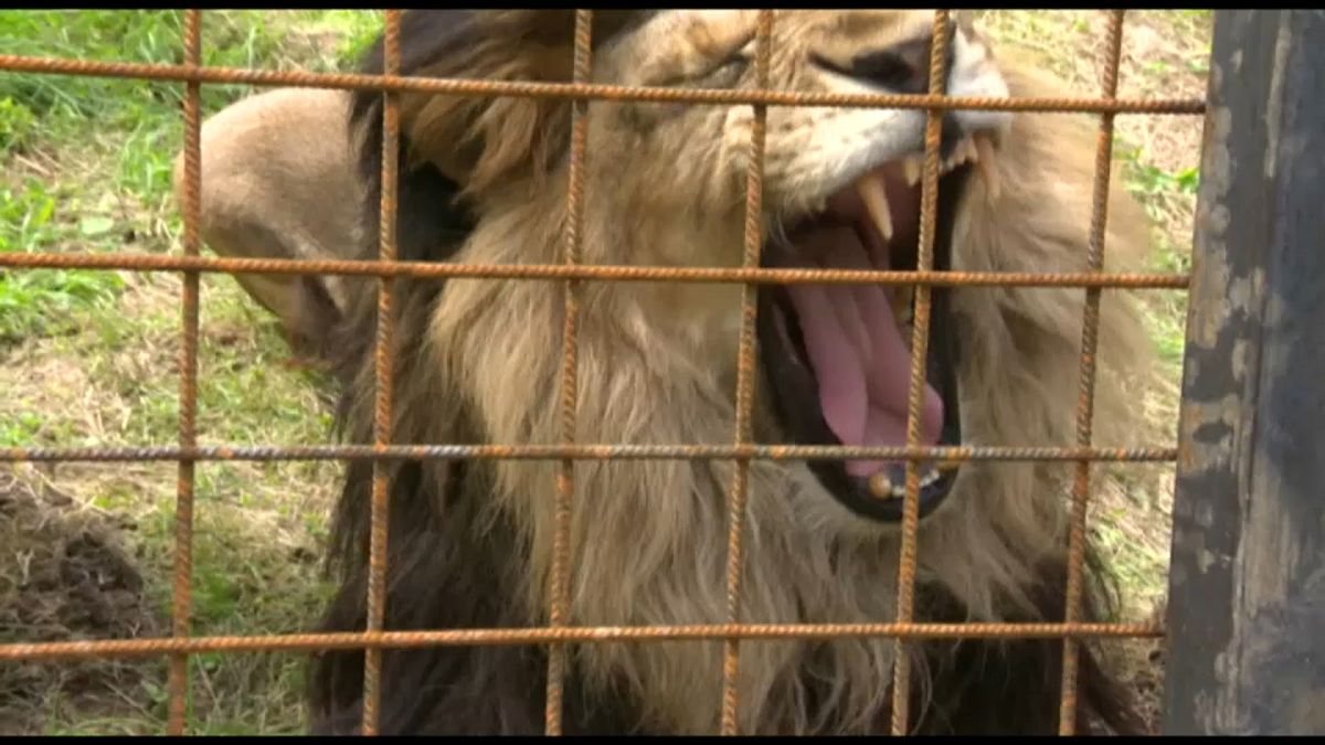 В Чехии лев загрыз своего хозяина