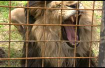 В Чехии лев загрыз своего хозяина