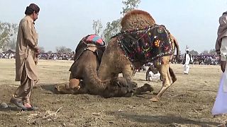 Pakistan: Resmi olarak yasak olmasına rağmen binlerce kişi deve güreşi festivaline akın etti