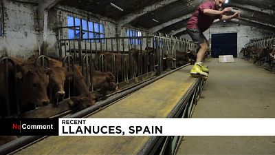 شاهد: مزارع إسباني يحول حظيرة للأبقار لساحة تزلج