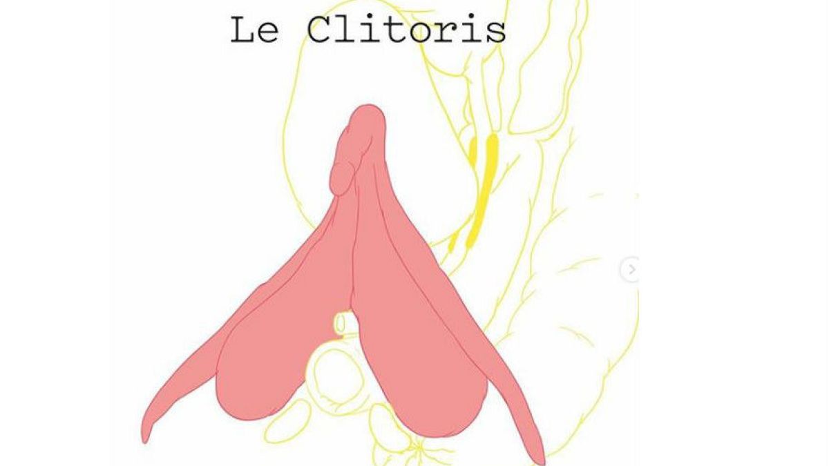 Illustration of the clitoris