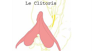 Illustration of the clitoris