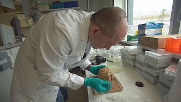 Un proyecto europeo intenta crear una máquina idéntica al cerebro humano Un proyecto europeo intenta crear una máquina idéntica al cerebro humano