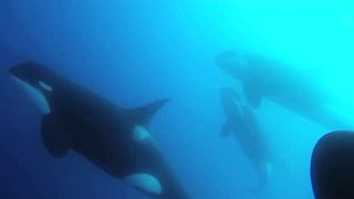 شاهد: اكتشاف نوع جديد من الحيتان القاتلة