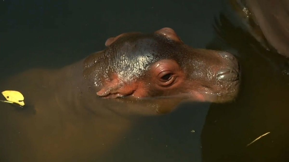 Jardim zoológico de Chang Mai saúda nascimento de hipopótamo
